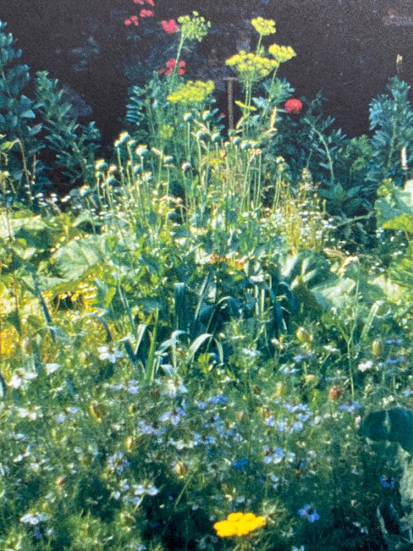 Garden - Fischli / Weiss